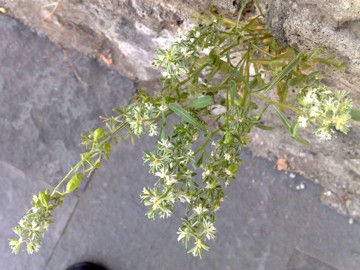 Reseda phyteuma / Reseda selvatica