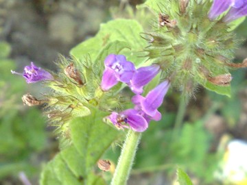 Una Lamiacea - Clinopodium vulgare