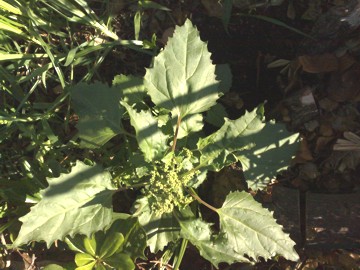 Chenopodium murale