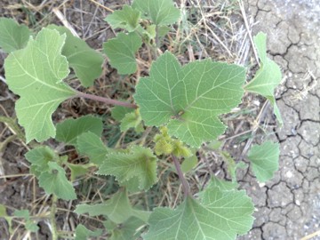 Erbacea al Lago Ogliastro - Xanthium sp.