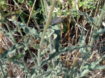 Ancora un capolino giallo - Picris hieracioides