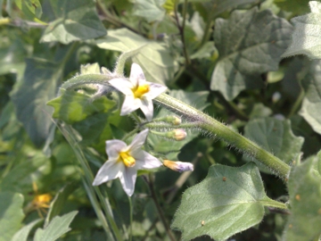 Solanum villosum