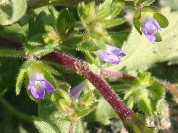 Campanula erinus