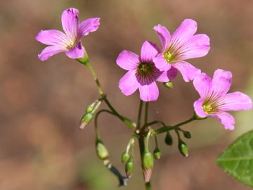 Oxalis purpurascens