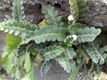 Asplenium ceterach (Ceterach officinarum)