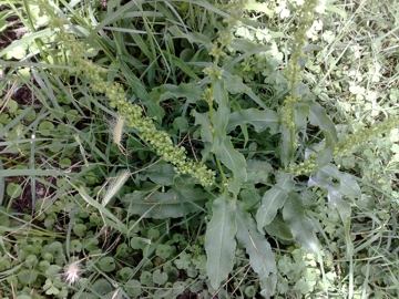 Rumex crispus