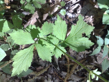 Geum urbanum in fruttificazione