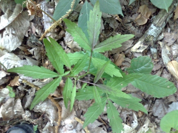 Cardamine bulbifera