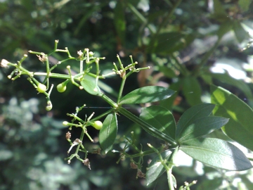 Una Rubiacea - Rubia peregrina subsp. peregrina