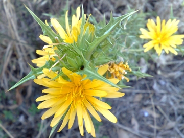 Una specie di cardo - Scolymus hispanicus