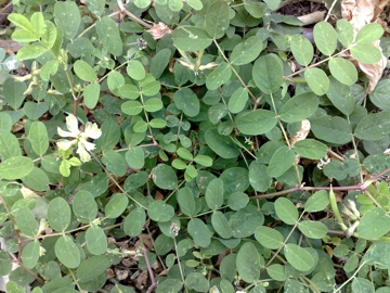 Astragalus glycyphyllos