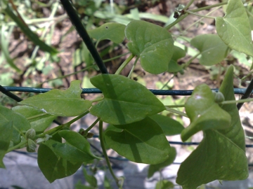 Fallopia convolvulus / Poligono convolvolo