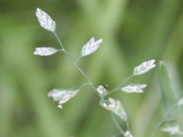 Poacea infestante:Ochlopoa annua (L.) H. Scholz (=Poa annua)