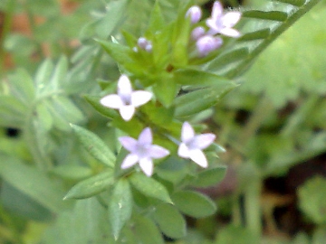 Sherardia arvensis