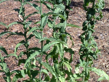 Specie di Epilobium