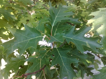 Quercus rubra