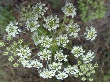 Oreoselinum nigrum (=Peucedanum oreoselinum) / Prezzemolo di monte