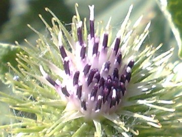 Una grande Erbacea - Arctium lappa