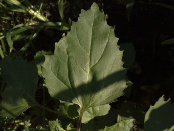 Chenopodium murale