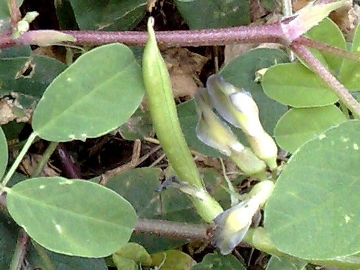 Astragalus glycyphyllos