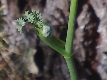 Oreoselinum nigrum (=Peucedanum oreoselinum) / Prezzemolo di monte