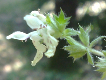 Stachys recta