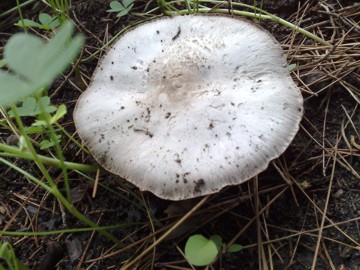 Agaricus arvensis ?