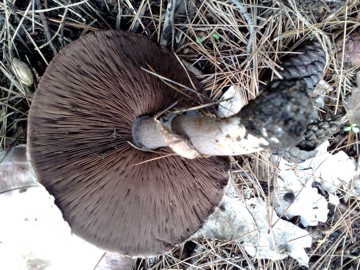 Agaricus arvensis ?