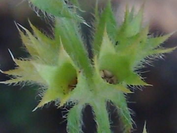 Stachys recta