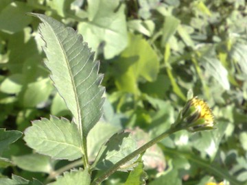 Bidens cfr. pilosa