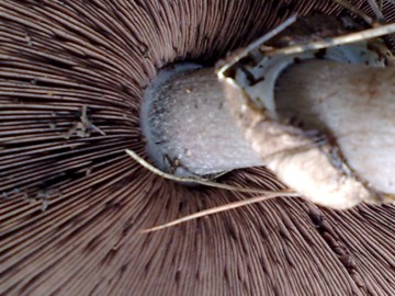 Agaricus arvensis ?