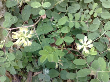 Astragalus glycyphyllos