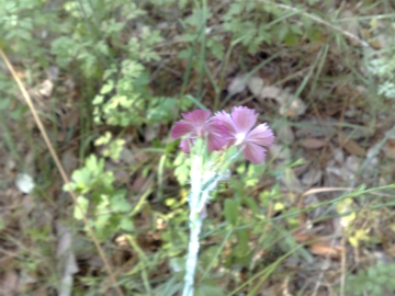 Dianthus balbisii