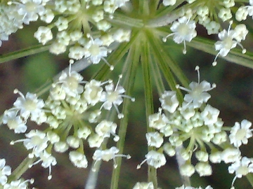 Oreoselinum nigrum (=Peucedanum oreoselinum) / Prezzemolo di monte