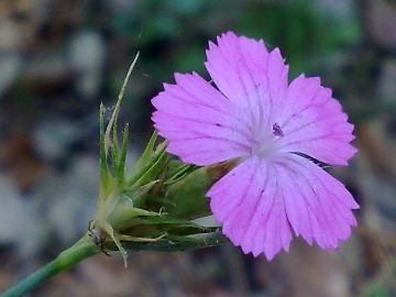 Dianthus balbisii