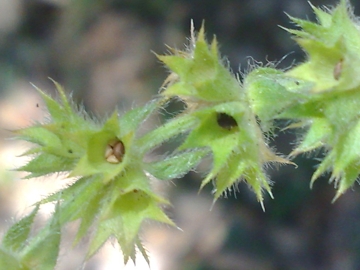 Stachys recta