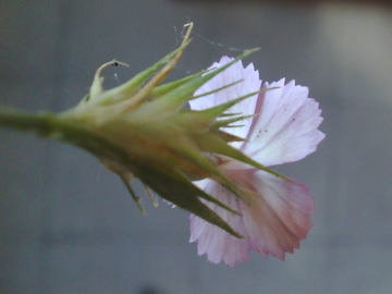 Dianthus balbisii