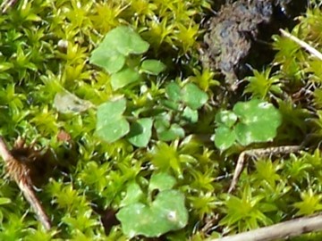 Piantina sul muschio - Cardamine hirsuta ?