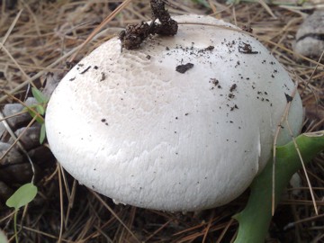 Agaricus arvensis ?