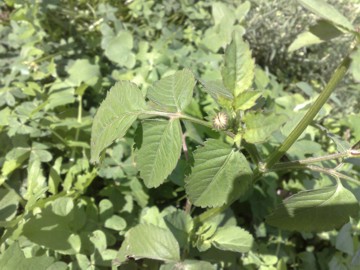 Bidens cfr. pilosa