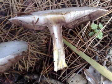 Agaricus arvensis ?