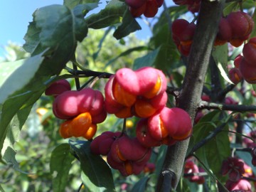 Arbusto con strani frutti - Euonymus europaeus