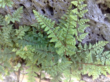 Piccola felce - Cheilanthes sp.