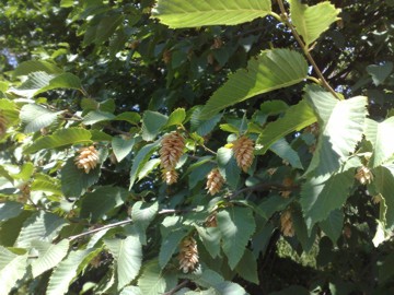 Ostrya carpinifolia