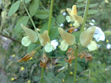 Vicia grandiflora / Veccia farfallona