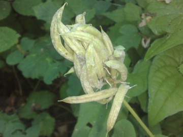 Fabacea - Astragalus glycyphyllos