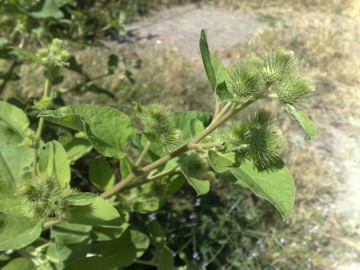 Una grande Erbacea - Arctium lappa