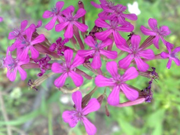 Silene armeria / Silene a mazzetti