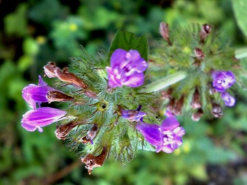 Una Lamiacea - Clinopodium vulgare