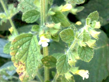 Melissa officinalis subsp. altissima